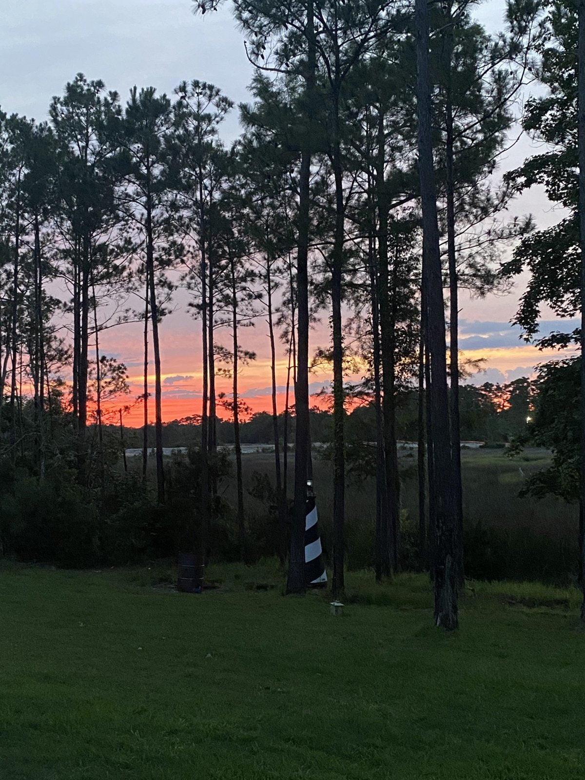 Sunset through the pines