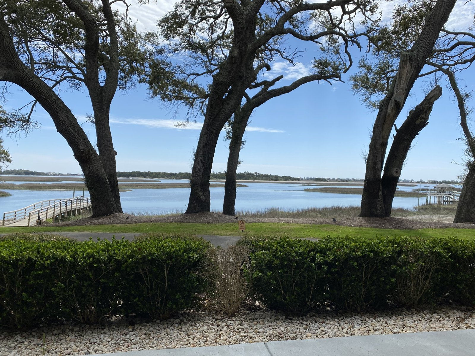 Old trees beside quiet water